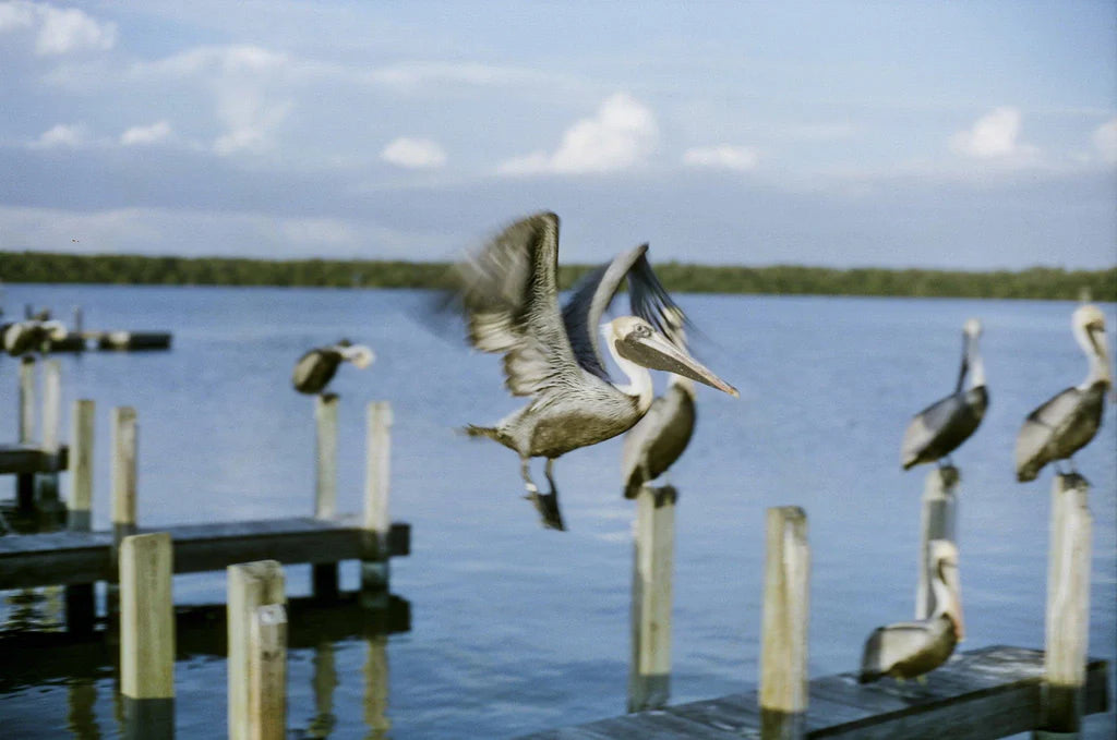 Cinestill 50 D - 35mm